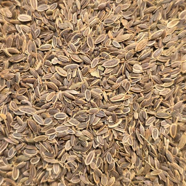 aneth graines